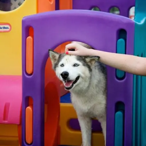 Husky in playground